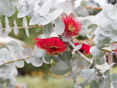 Eucalyptus rhodantha
