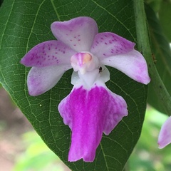 Aerides maculosa