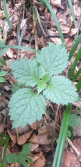 Lamium galeobdolon