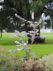 Eucalyptus rhodantha
