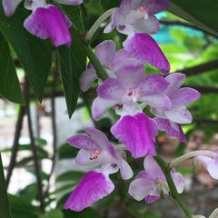 Aerides maculosa