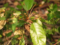 Croton cascarilloides
