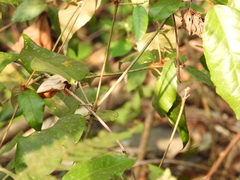 Croton cascarilloides