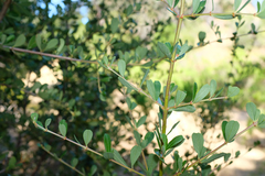 Ceanothus cuneatus ramulosus