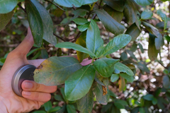 Frangula californica tomentella