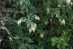 Holodiscus discolor discolor