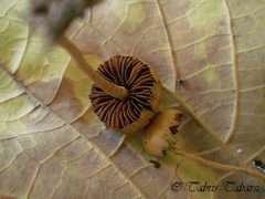 Agrocybe pediades