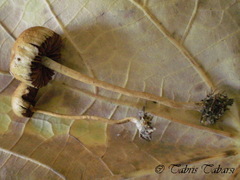 Agrocybe pediades
