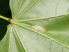 Phyllonorycter joannisi