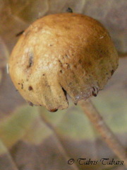 Agrocybe pediades