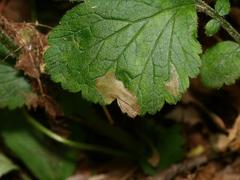 Metallus lanceolatus