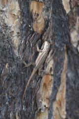Sceloporus cowlesi