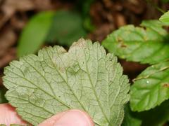 Metallus lanceolatus