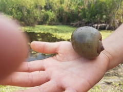 Pomacea paludosa