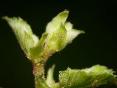 Corylobium avellanae