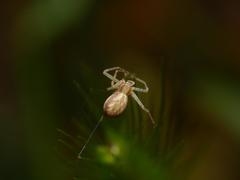 Philodromus rufus