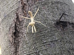 Stagmomantis limbata