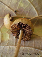 Agrocybe pediades