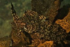 Cristiceps aurantiacus