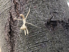 Stagmomantis limbata