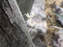 Stagmomantis limbata