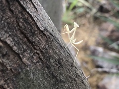 Stagmomantis limbata