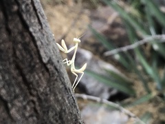 Stagmomantis limbata