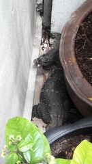 Varanus salvator macromaculatus