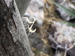 Stagmomantis limbata
