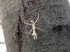 Stagmomantis limbata