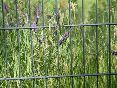 Vicia villosa villosa