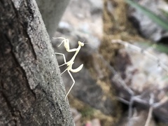 Stagmomantis limbata