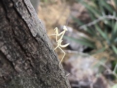 Stagmomantis limbata