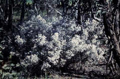 Leptospermum divaricatum