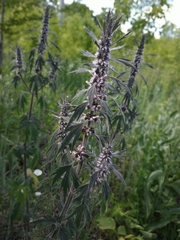 Leonurus glaucescens