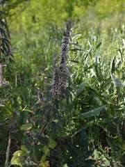 Leonurus glaucescens