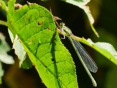 Coenagrion puella
