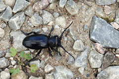 Dorcadion fuliginator