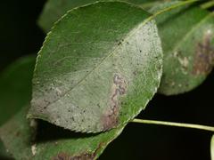 Stigmella oxyacanthella