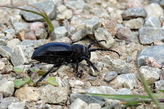 Dorcadion fuliginator