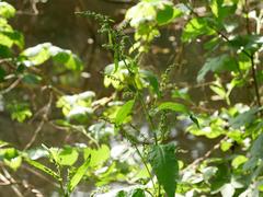Rumex hydrolapathum