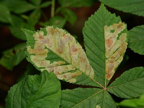 Horse-chestnut Leafminer