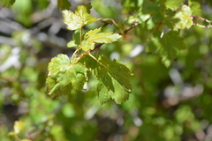 Acer glabrum