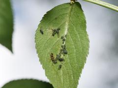 Aphis sambuci