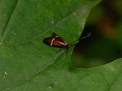 Nemophora degeerella