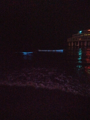 Noctiluca scintillans