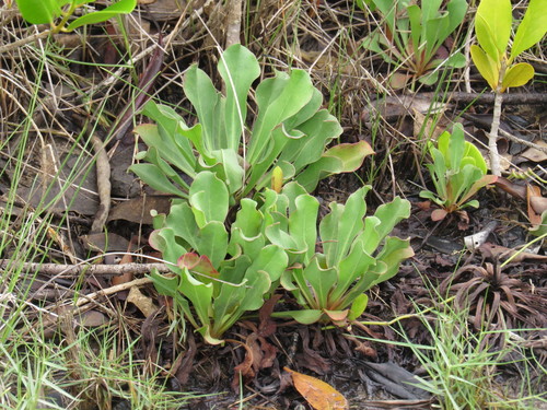 Image of Limonium australe by (c) coenobita, some rights reserved (CC BY)