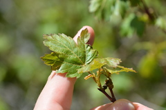 Acer glabrum