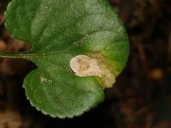 Liriomyza violiphaga