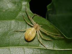 Philodromus rufus